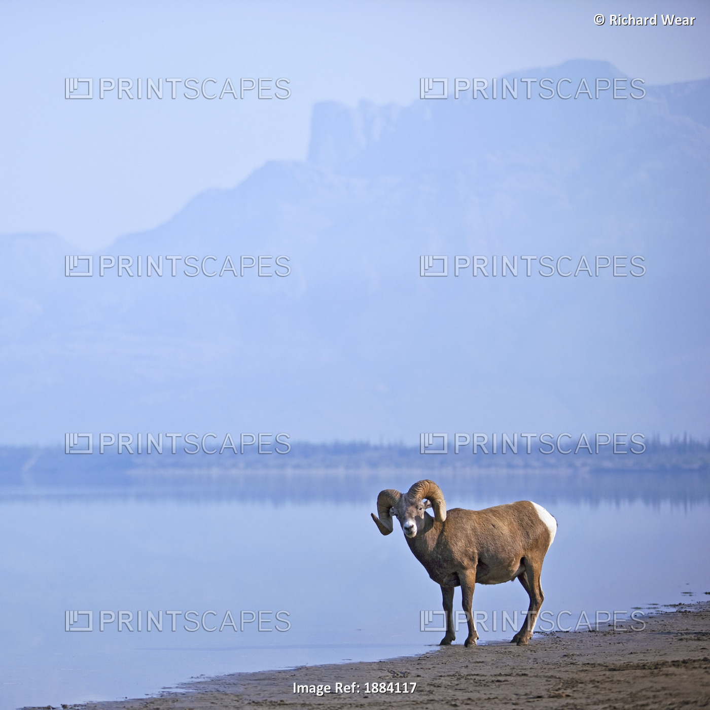 Bighorn Sheep (Ovis Canadensis) On Water's Edge In Banff National Park; ...