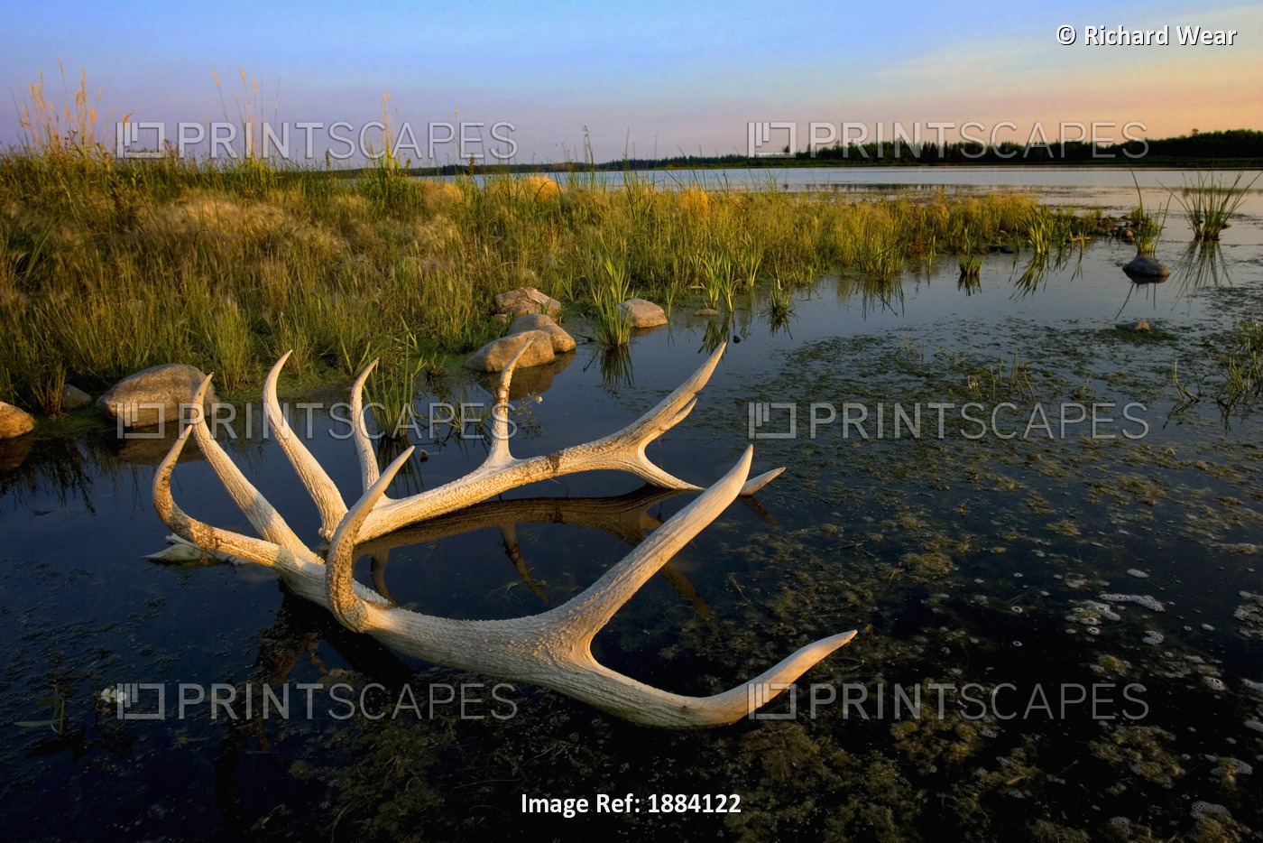 An Elk's Horns Lay In The Water At Astotin Lake In Elk Island National Park; ...