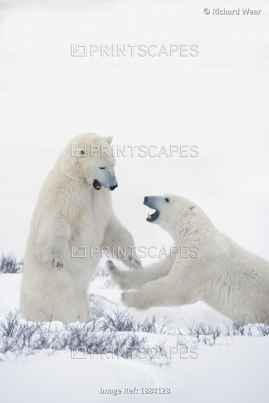 Two Polar Bears Play Fighting To Sharpen Their Hunting Skills As They Wait For ...