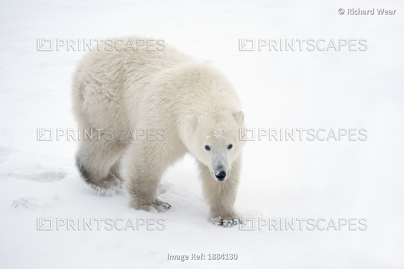 A Lone Polar Bear (Ursus Maritimus) Walks Up And Stares Into The Camera With A ...