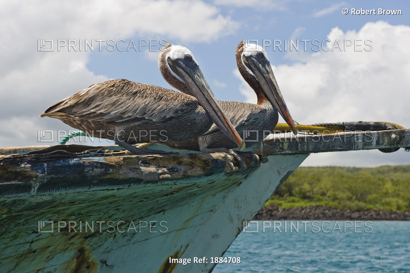 Two Pelicans (Pelecanus Occidentalis) On A Derelict Boat In The Harbor; San ...