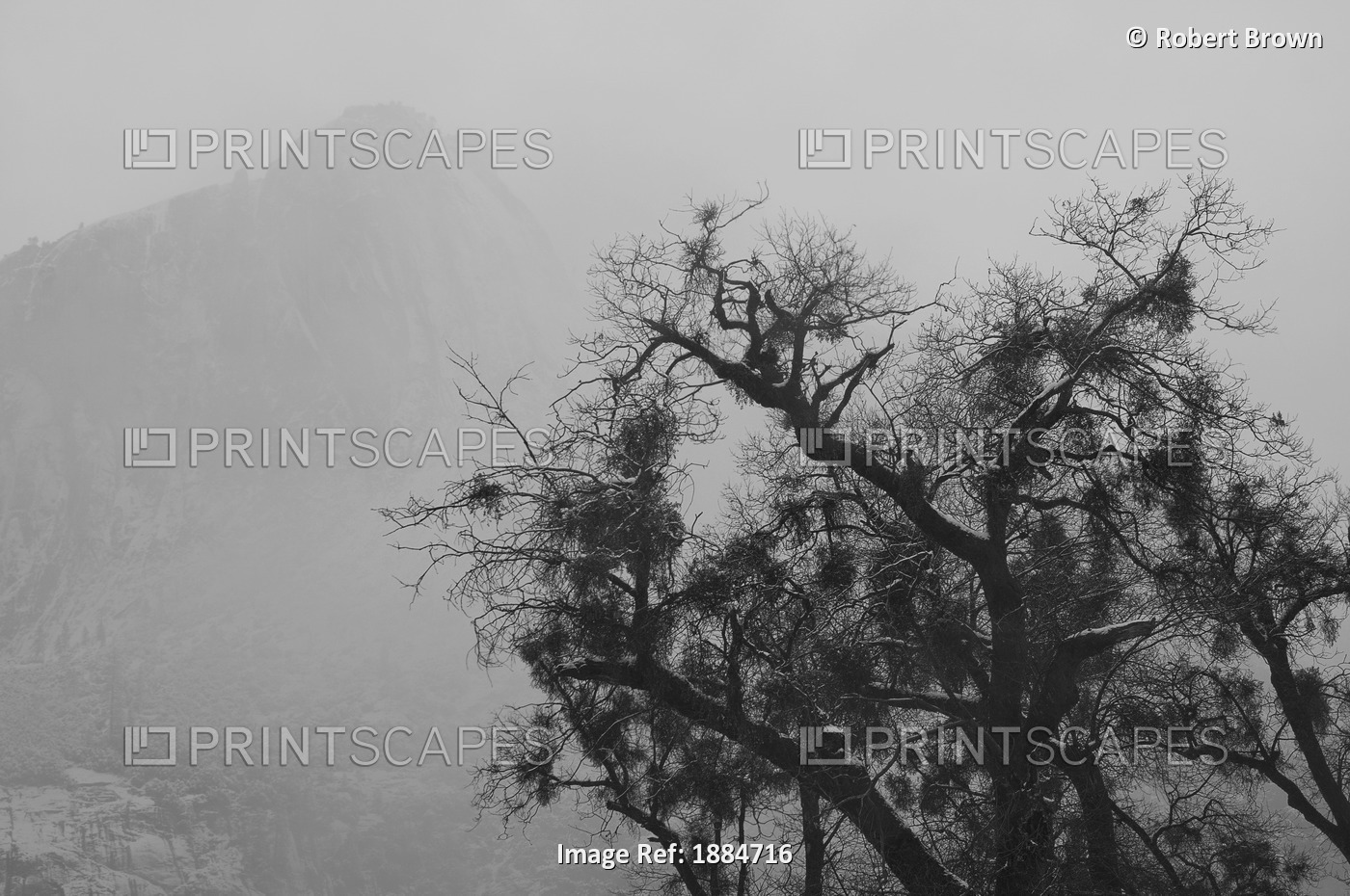 Tree And A Mountain In The Fog In Yosemite Park; California, Usa