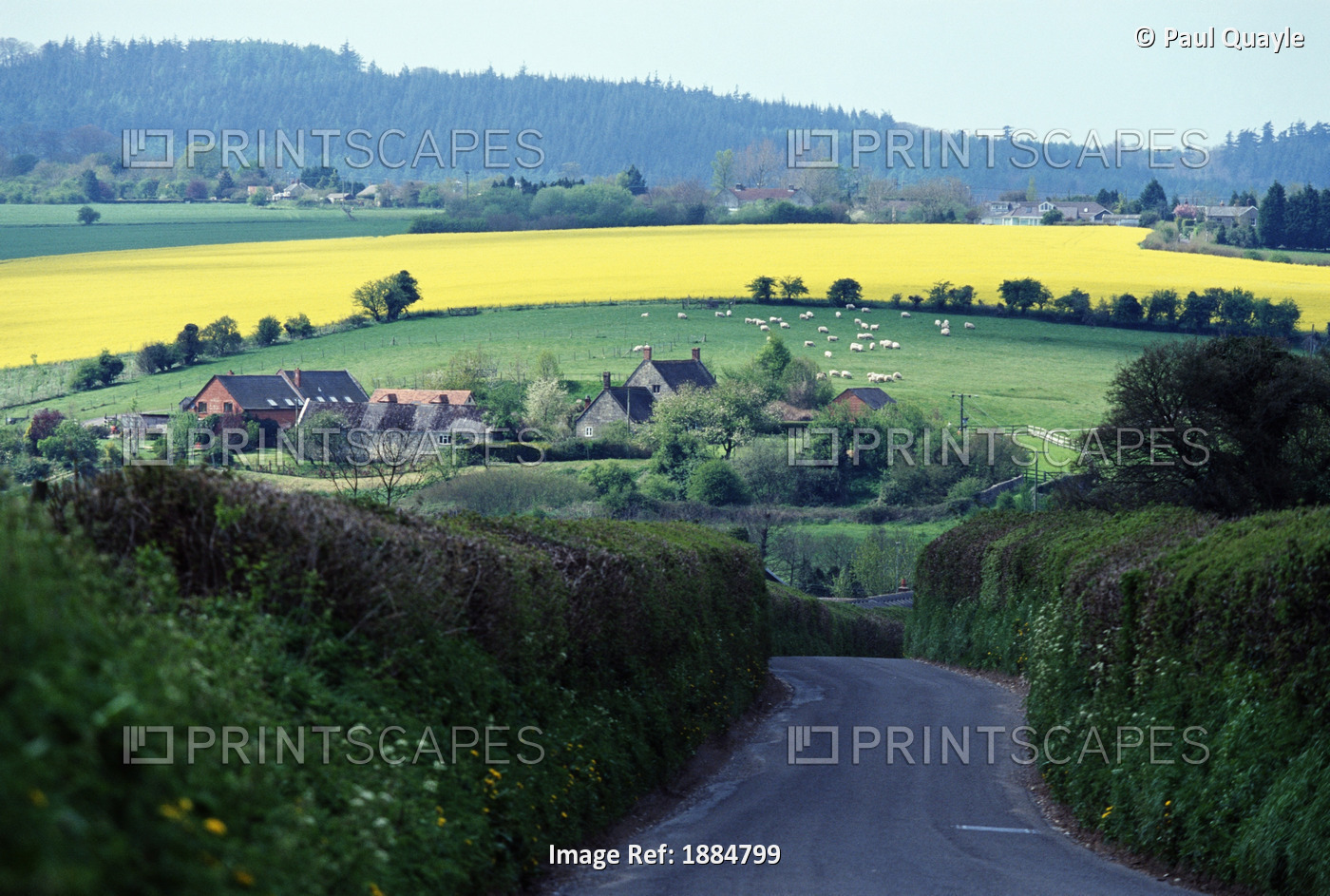 Yellow Rape Seed Field And Houses Near Country Road