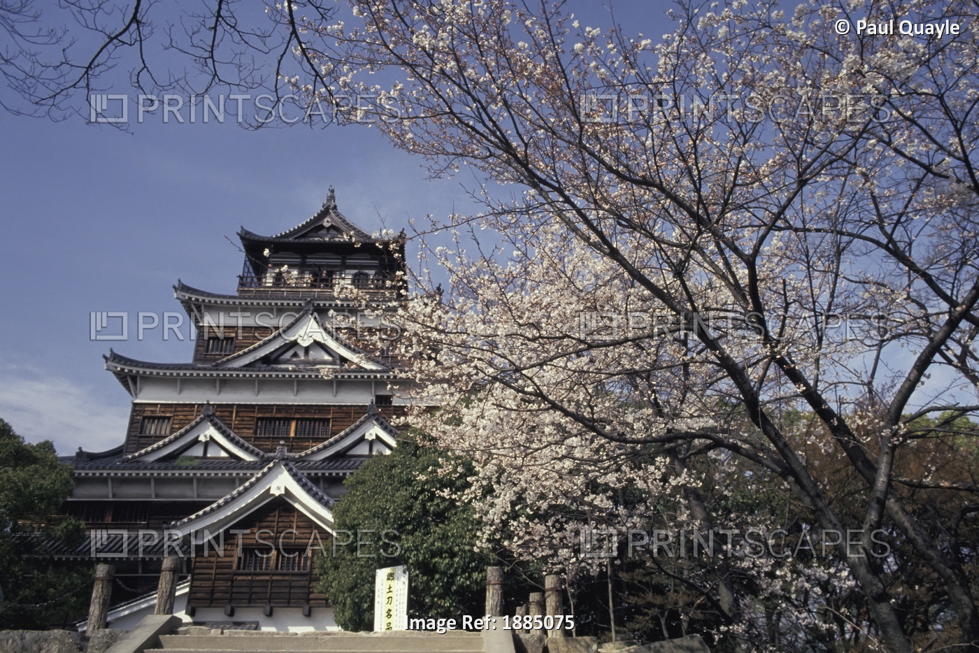 Hiroshima Castle And Cherry Blossoms In Spring