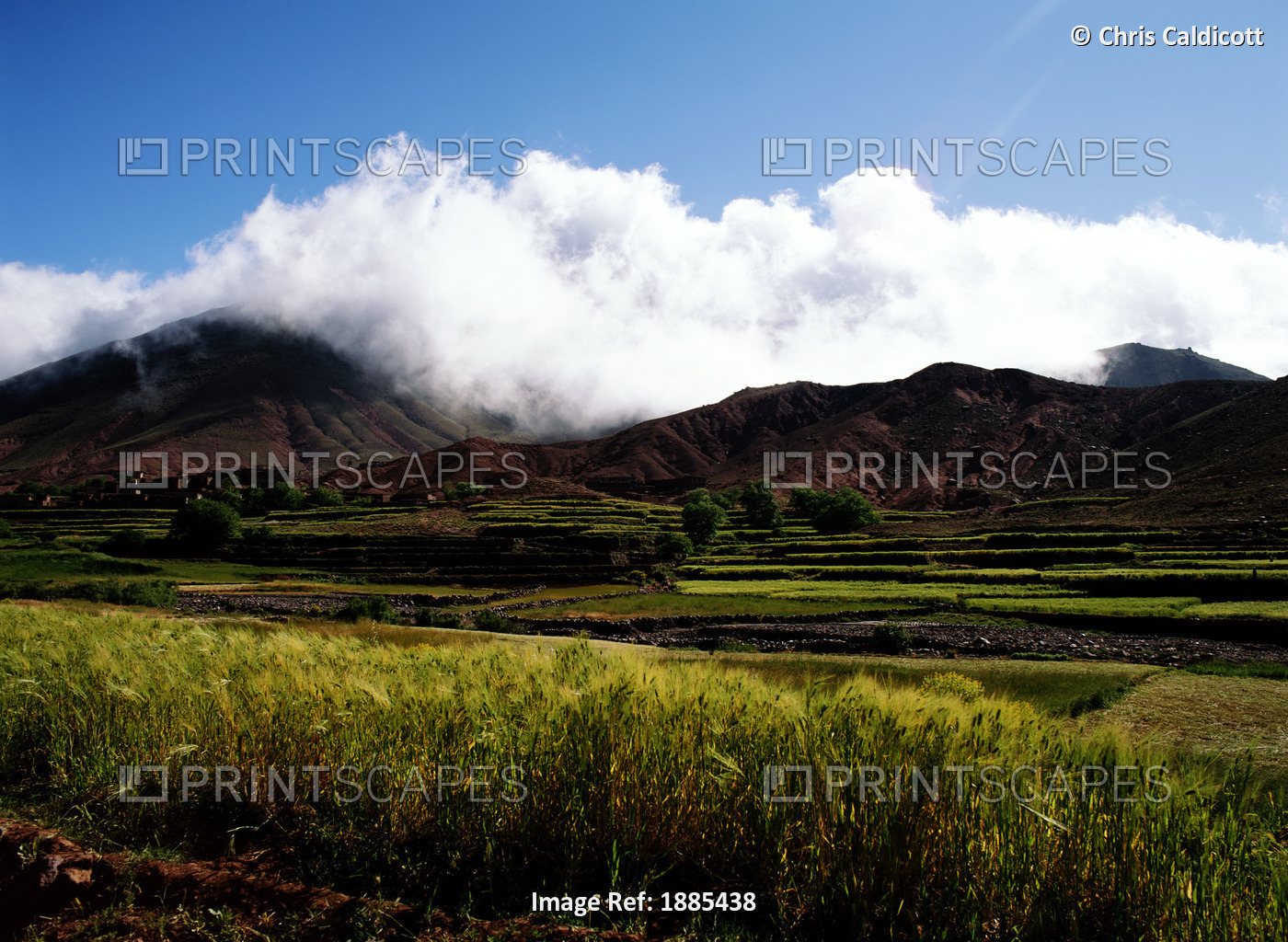 Grassland Infront Of High Atlas Mountains