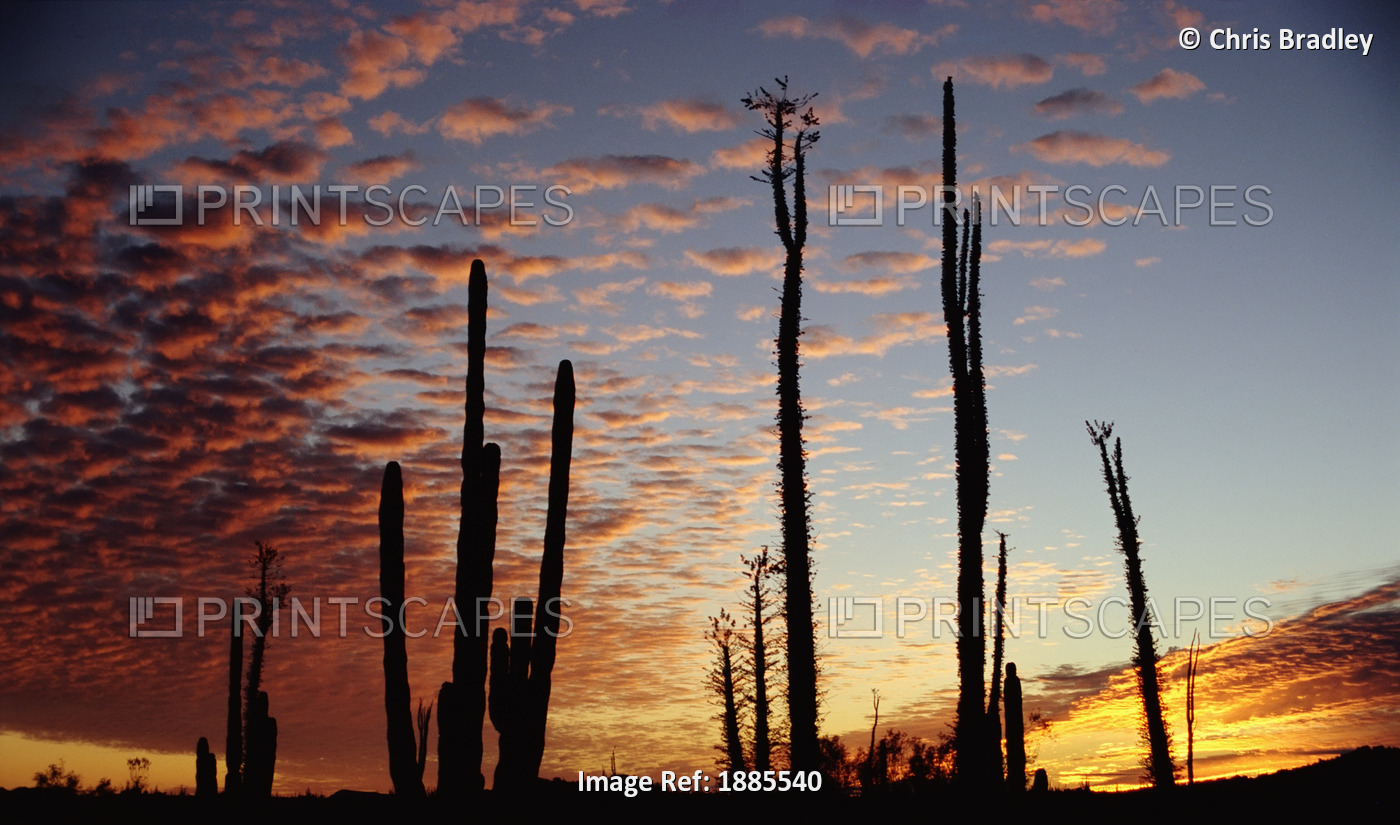 Cardon Cacti At Sunset