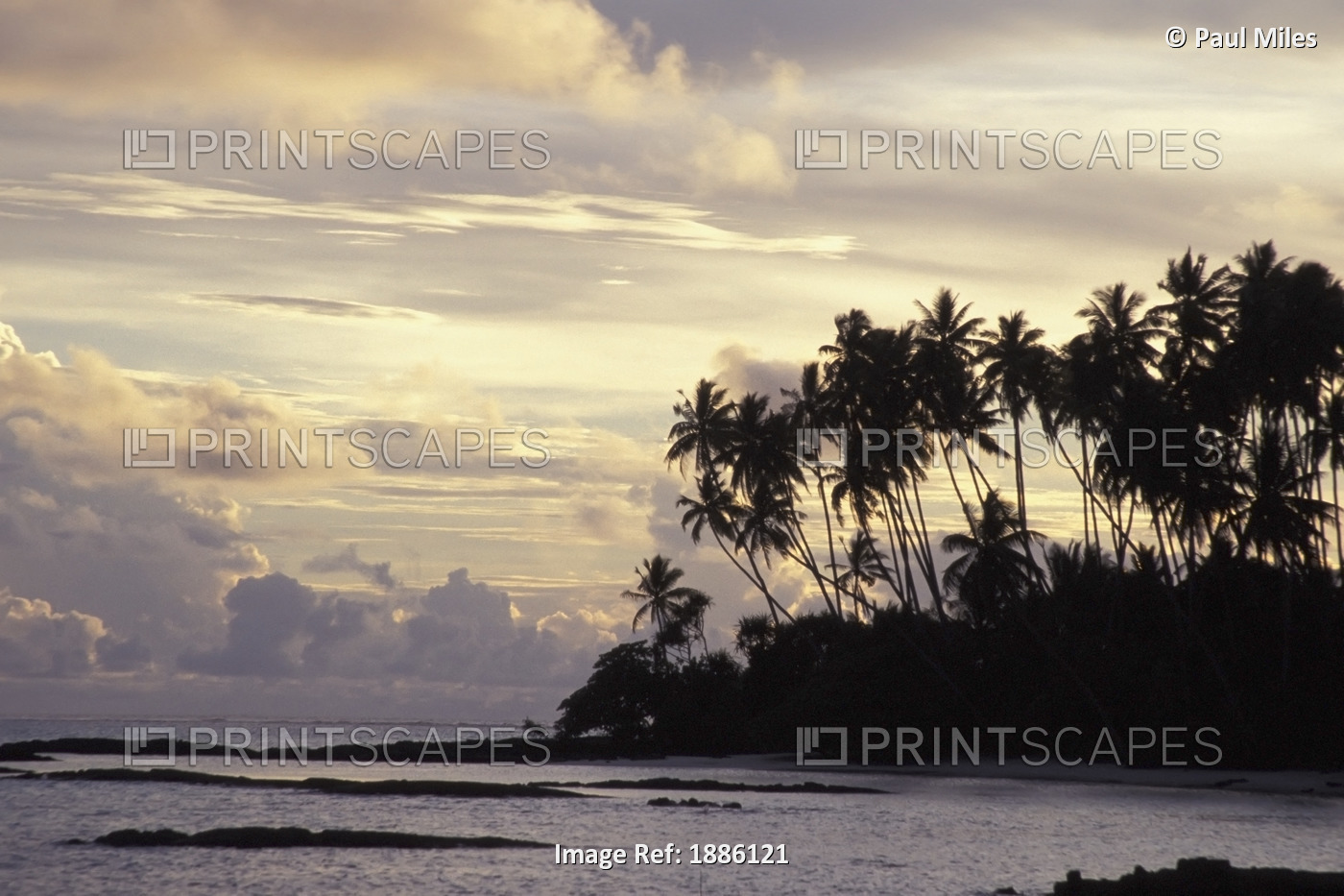 Silhouetted Palm Trees Over Beach At Sunset