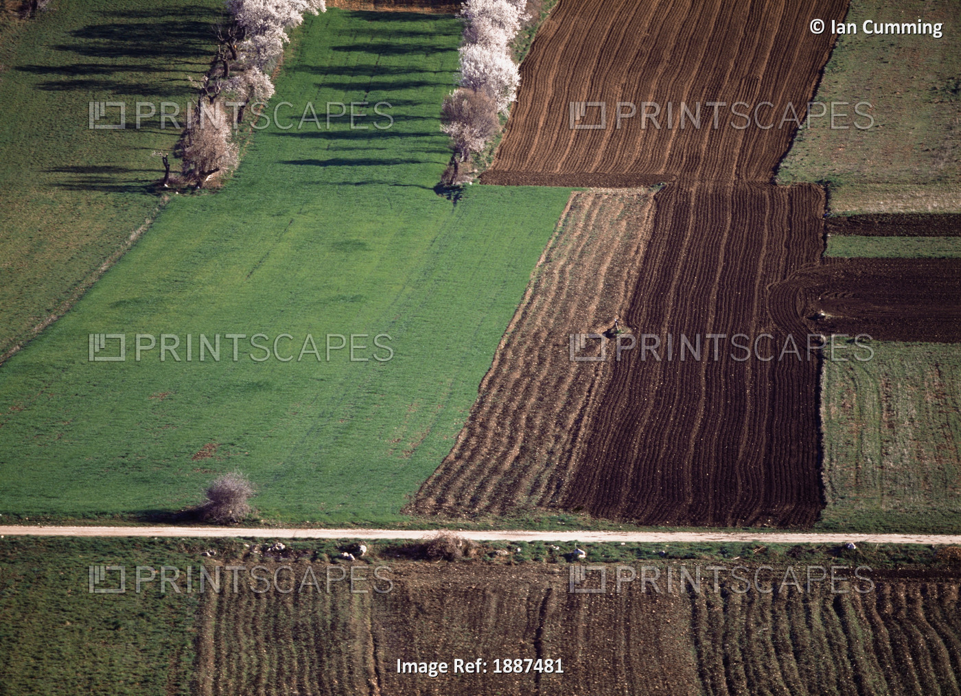 Aerial View Of Fields And Blooming Almond Trees
