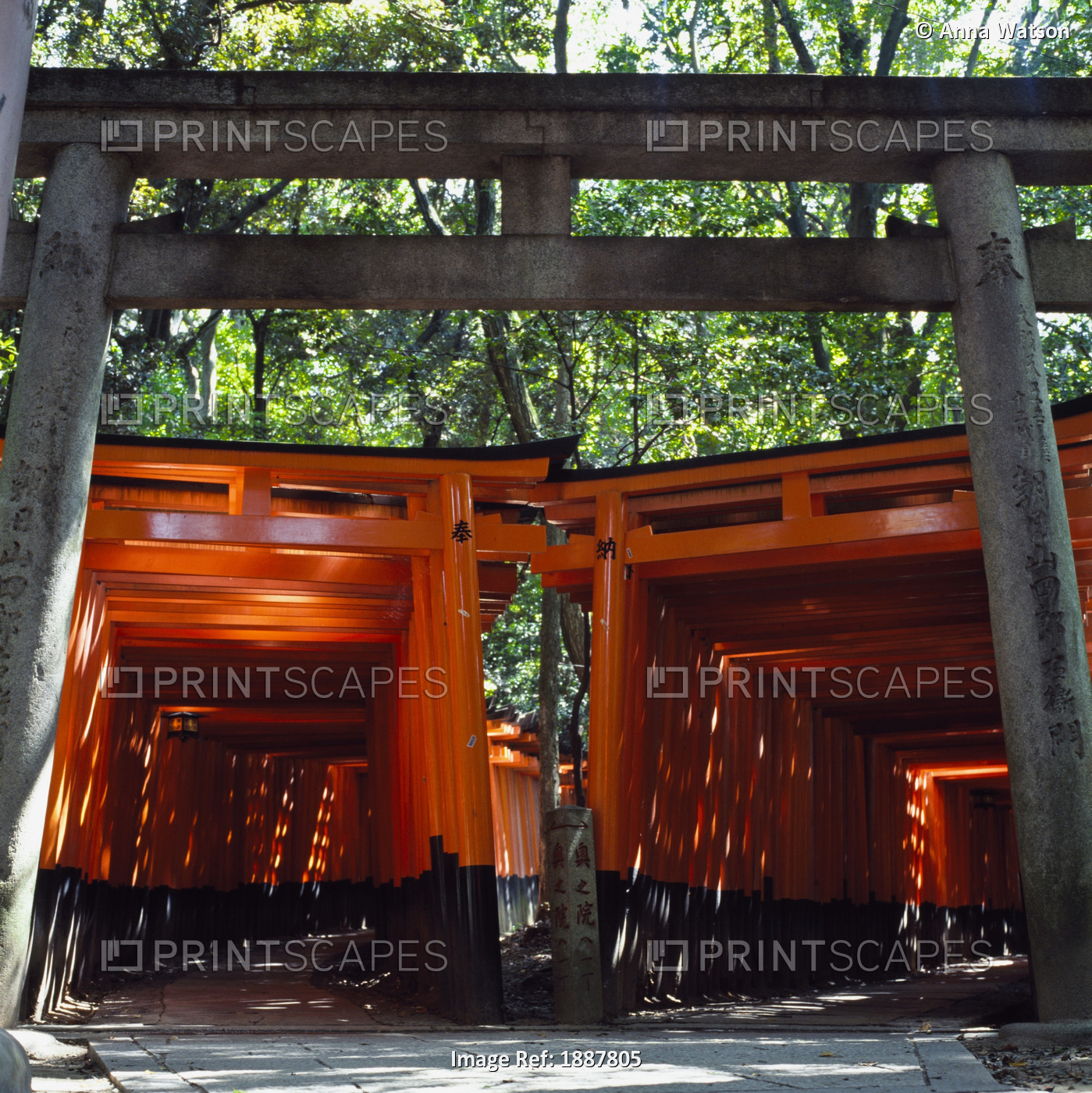 Red Torii Arches Over Paths At Inari Temple, Fushimi.