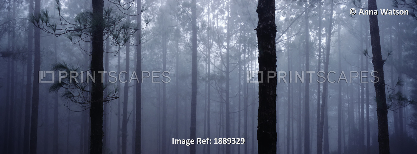 Pine Trees In Cloud In The 'forest Corona'