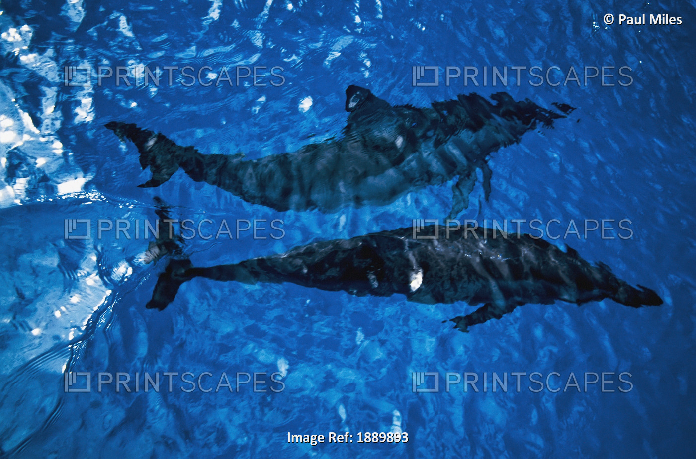Two Spinner Dolphins In Ocean