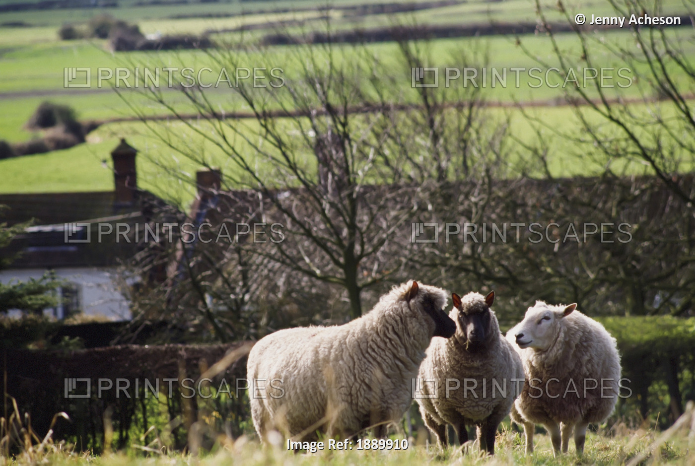 Three Sheep In A Field With Stone Houses And Pastures In The Background.