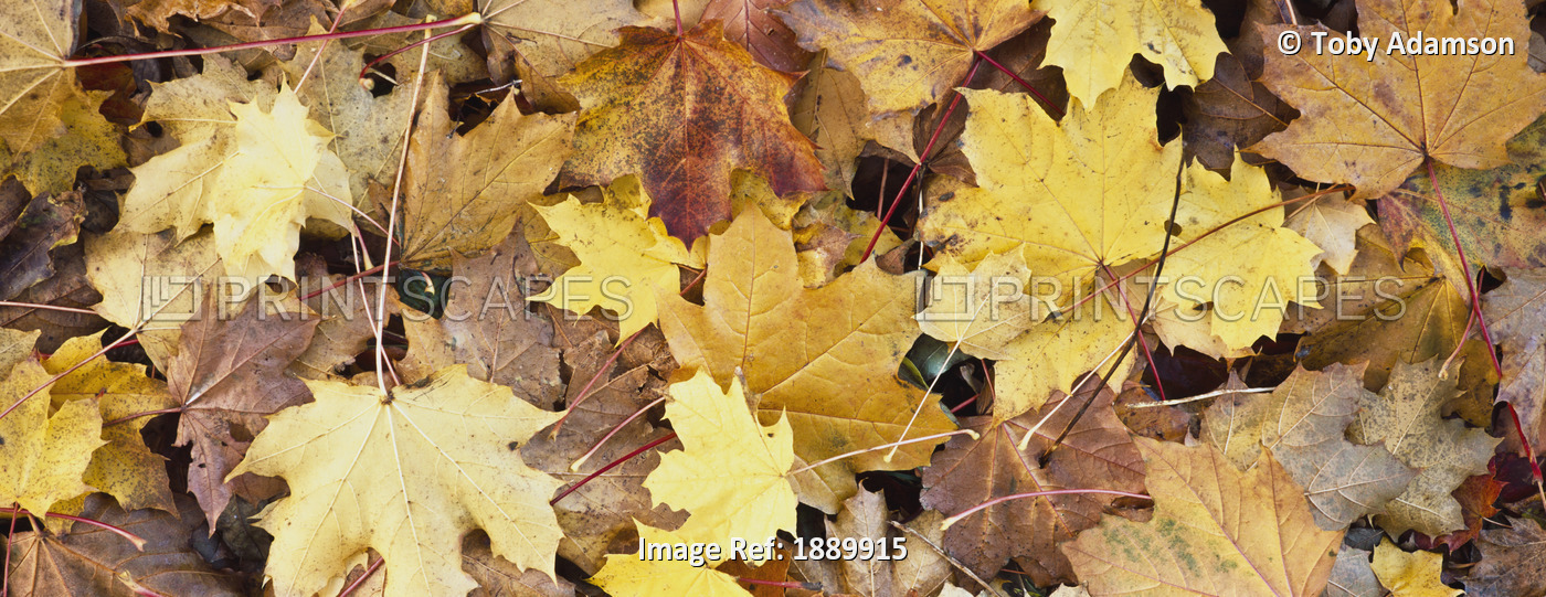 Golden Autumn Leaves On Ground.