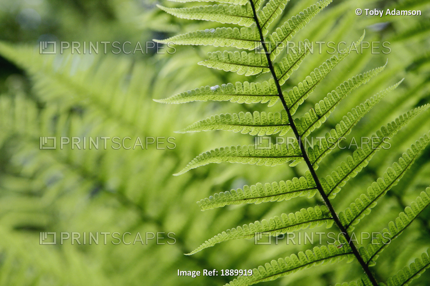 Plant Detail, Close Up