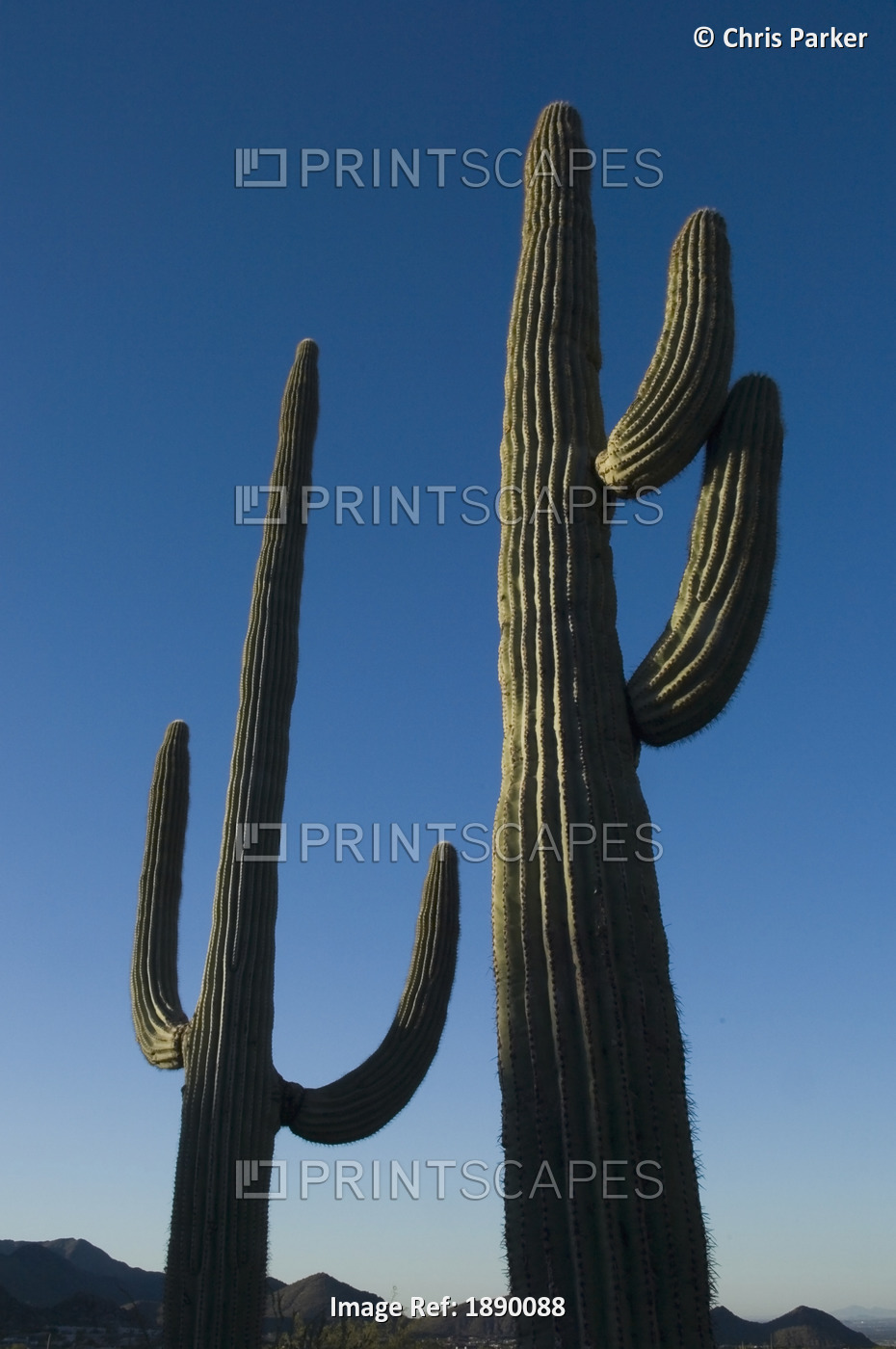 Two Saguaro Cacti In The Sonoran Desert.