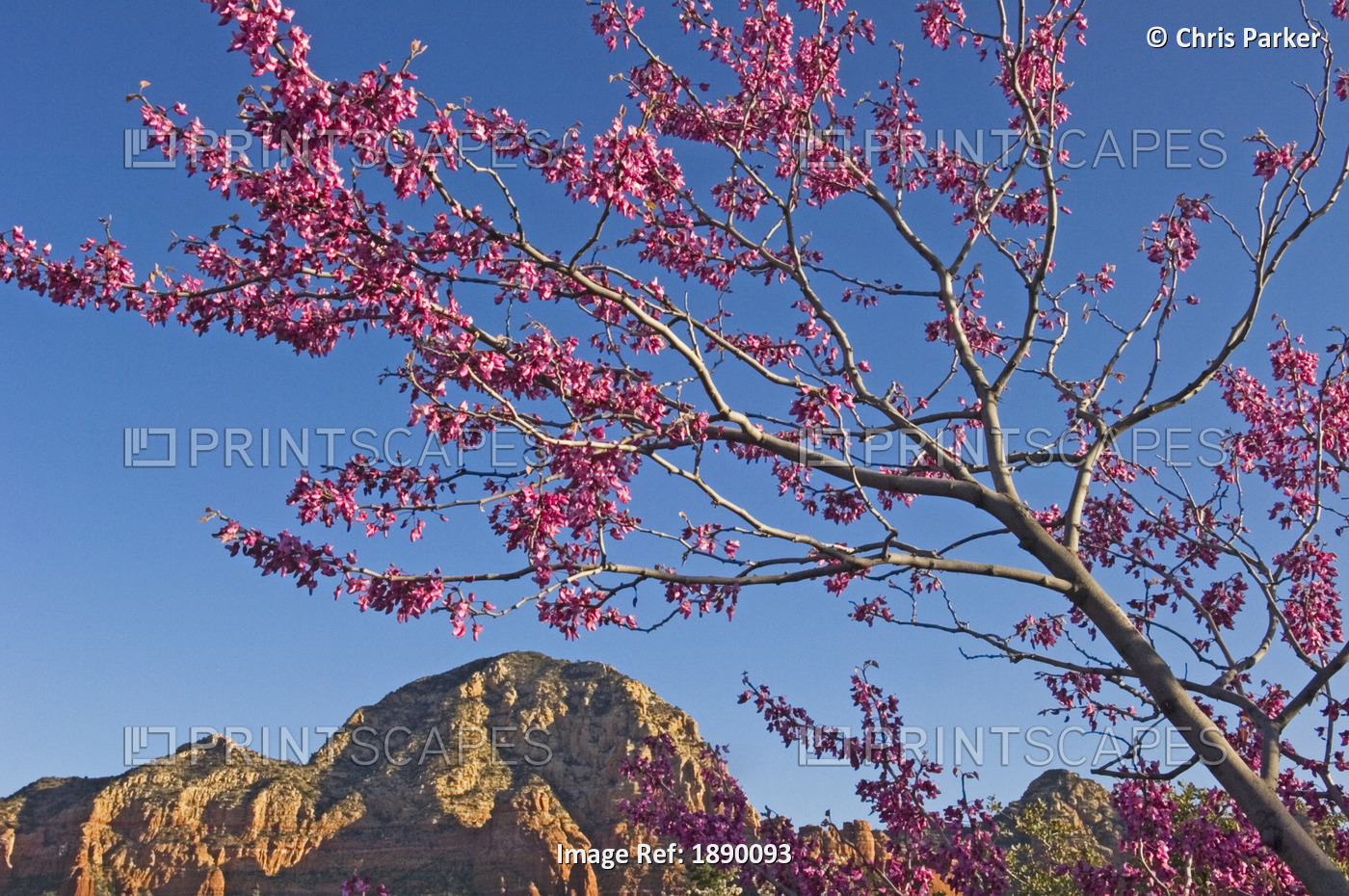 A Tree With Pink Blossoms In Red Rock Country.