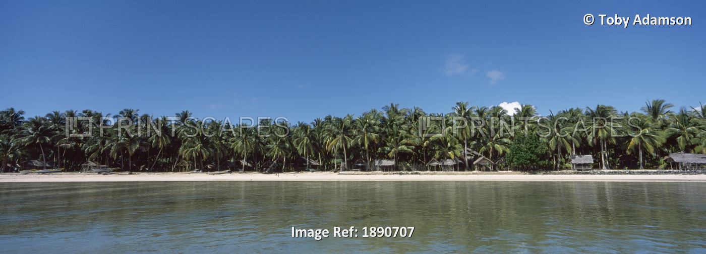 Beach With Palms, Panoramic View