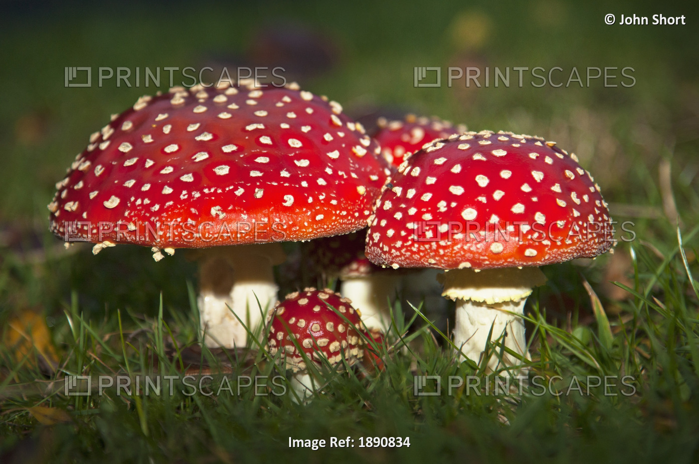 Fly Agaric (Amanita Muscaria) Mushrooms Growing In The Grass; Northumberland, ...