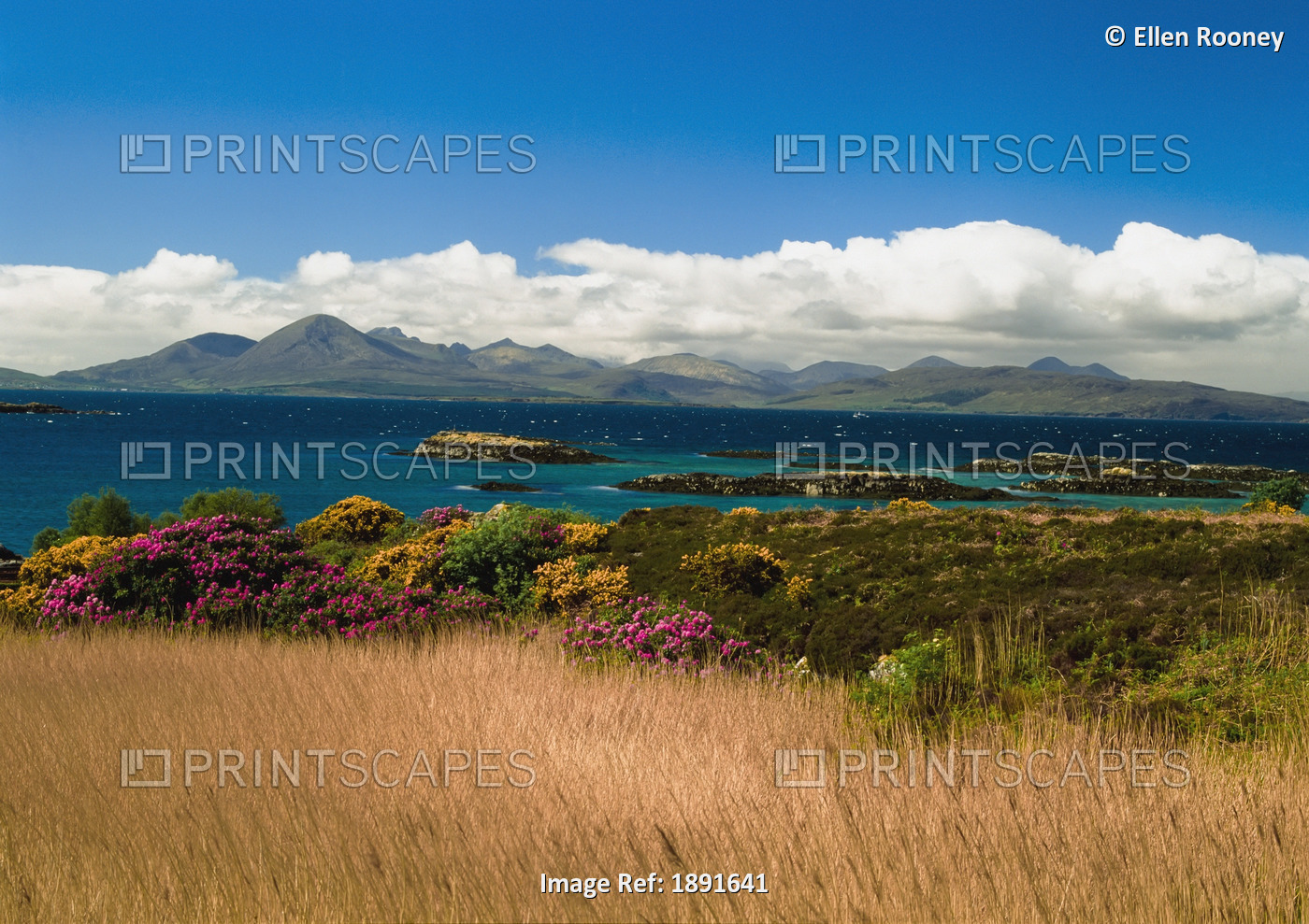 Gorse And Rhododendron Bushes Along Coast