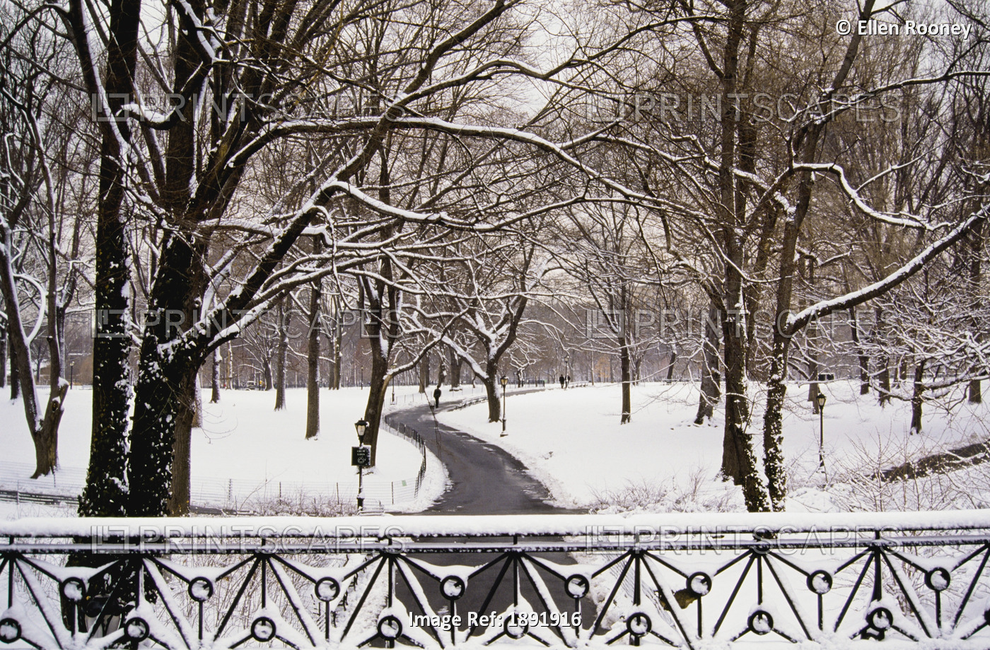 Snow In Central Park