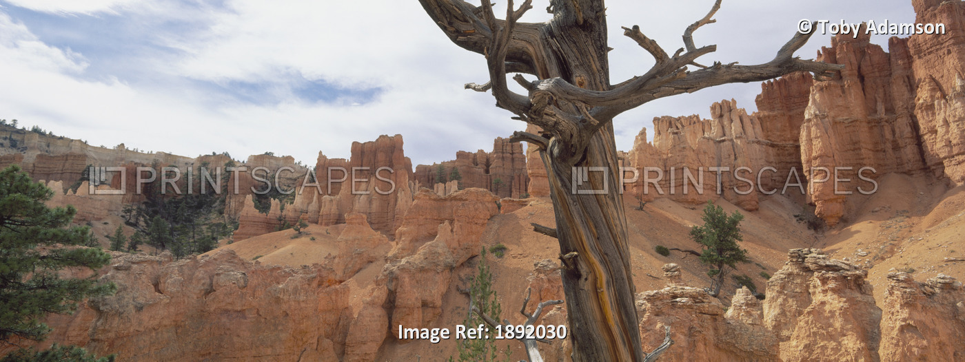 Bryce Canyon, Utah, Usa