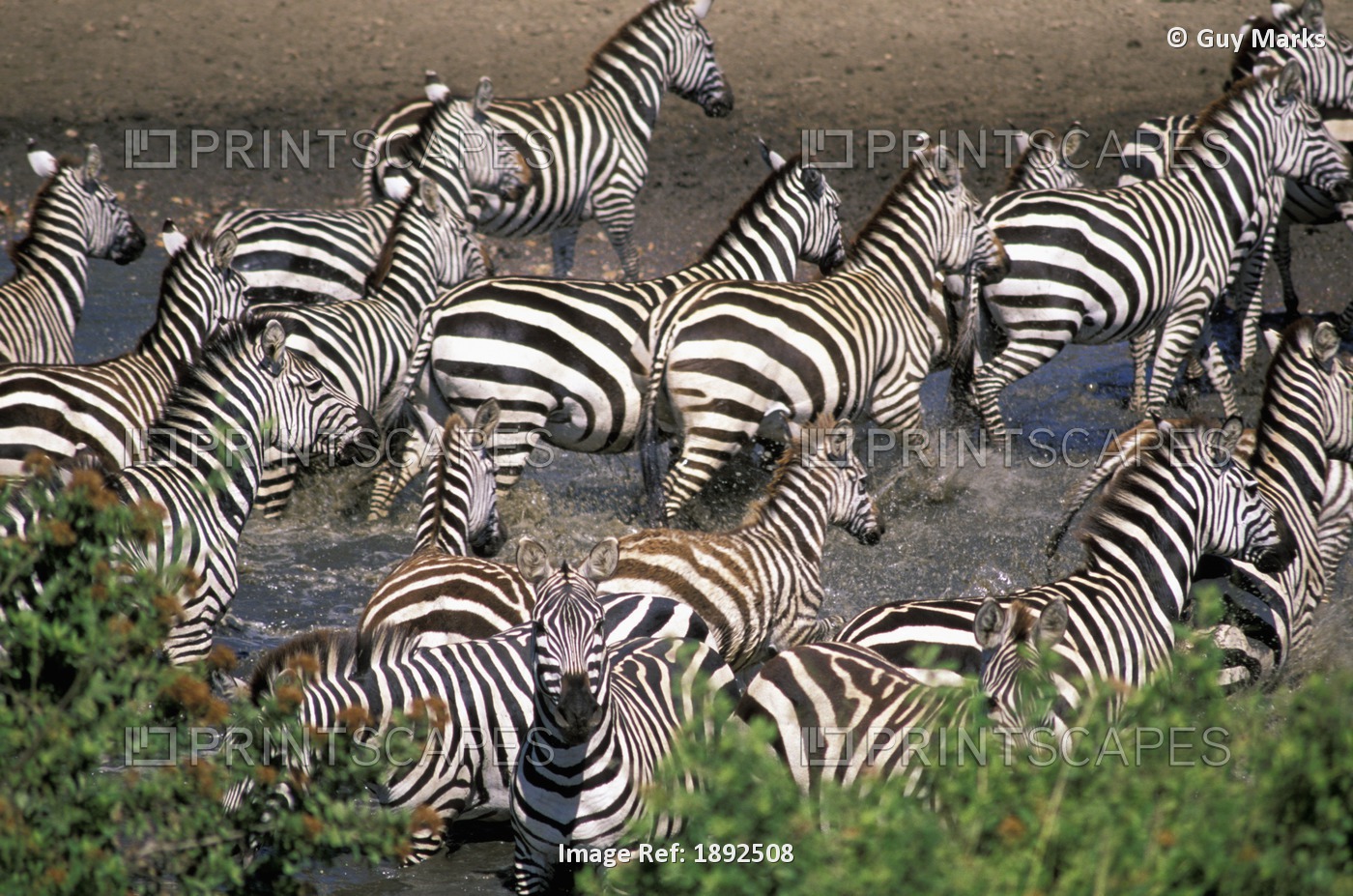Zebra At Waterhole