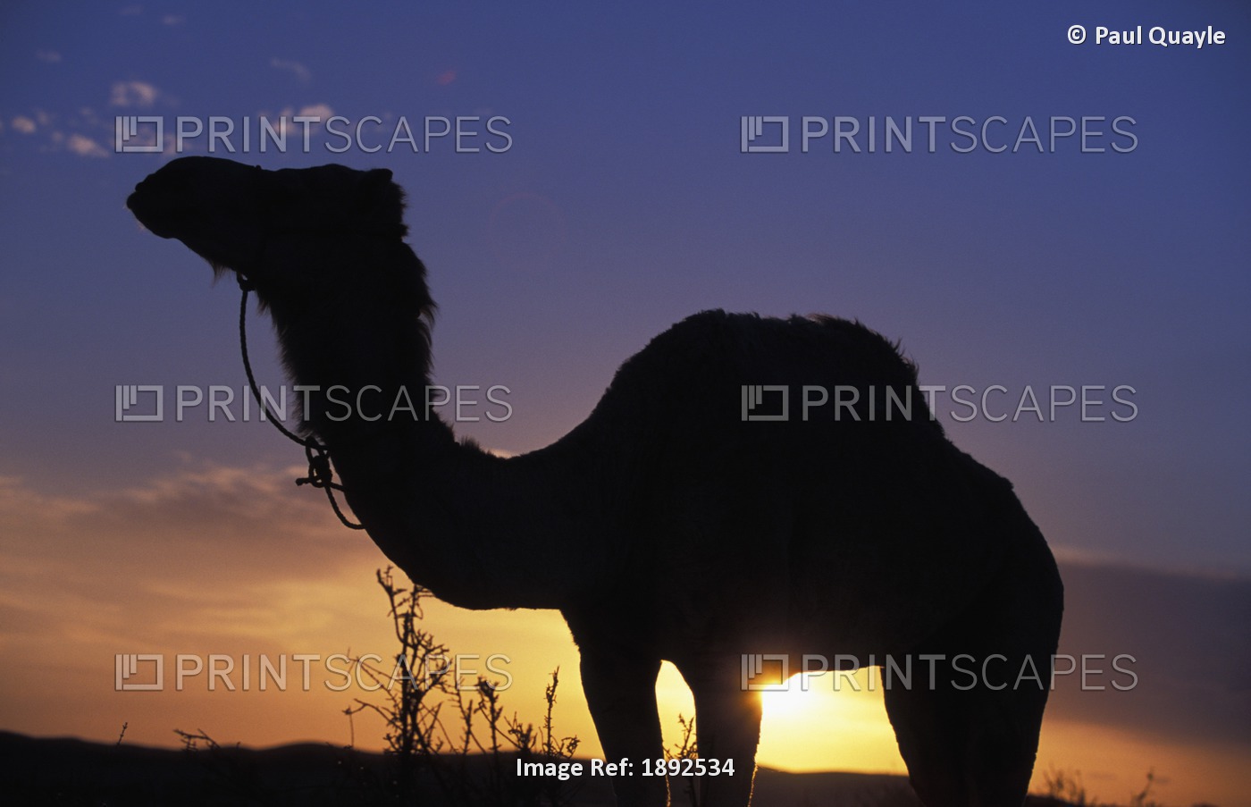 Silhouetted Camel At Sunset