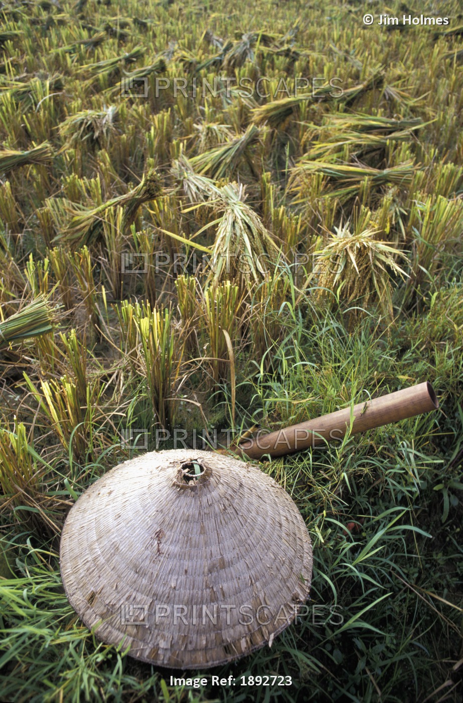 Vietnamese Conical Hat And Rice Cutting Tool In Field