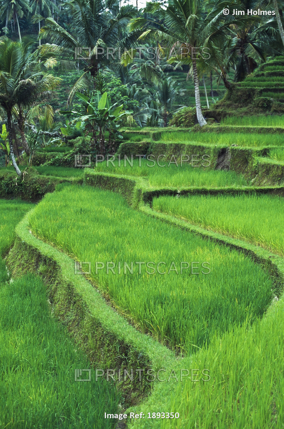 Terraced Fields Of Rice