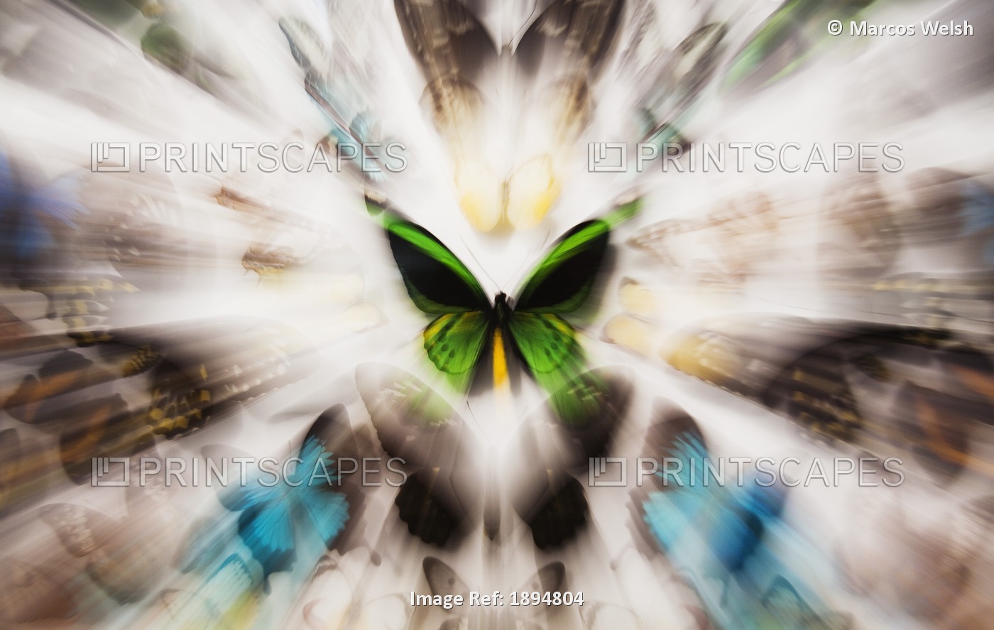 Focus On A Green Butterfly With Images Of Butterflies Surrounding It