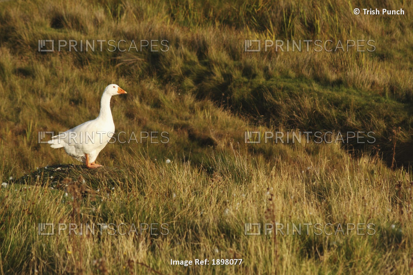 White Goose On Clare Island In The Connacht Region; County Mayo, Ireland