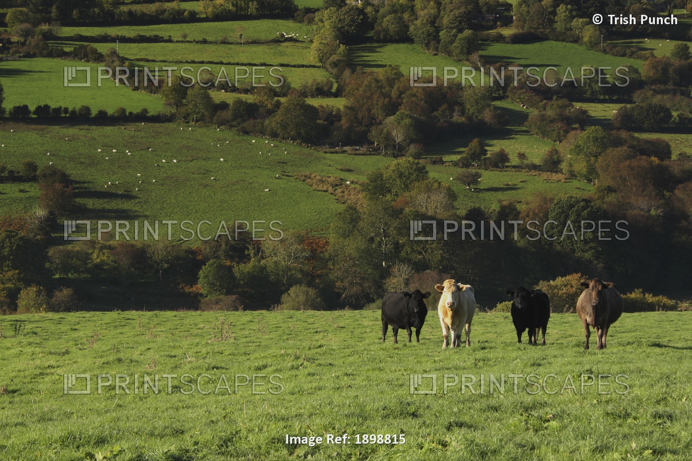 Cows In A Field In The Nire Valley In Munster Region; County Tipperary, Ireland