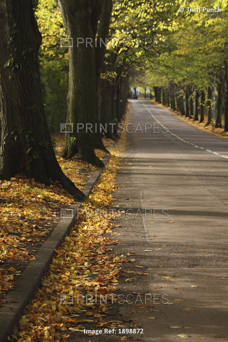 Autumn Leaves And Tree Lined Road In Munster Region; Cork City, County Cork, ...