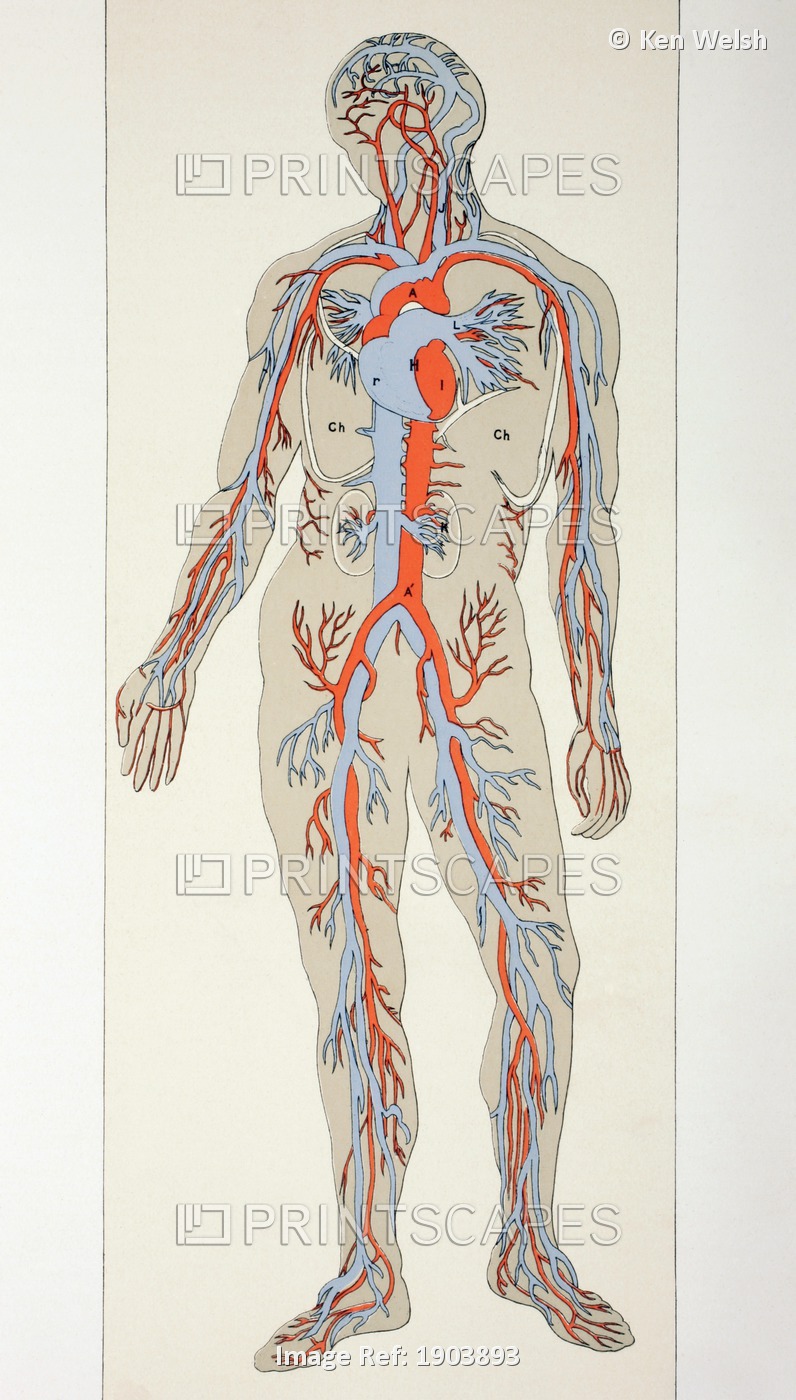 Distribution Of Blood Vessels In The Human Body. Arteries Shown In Red, Veins ...