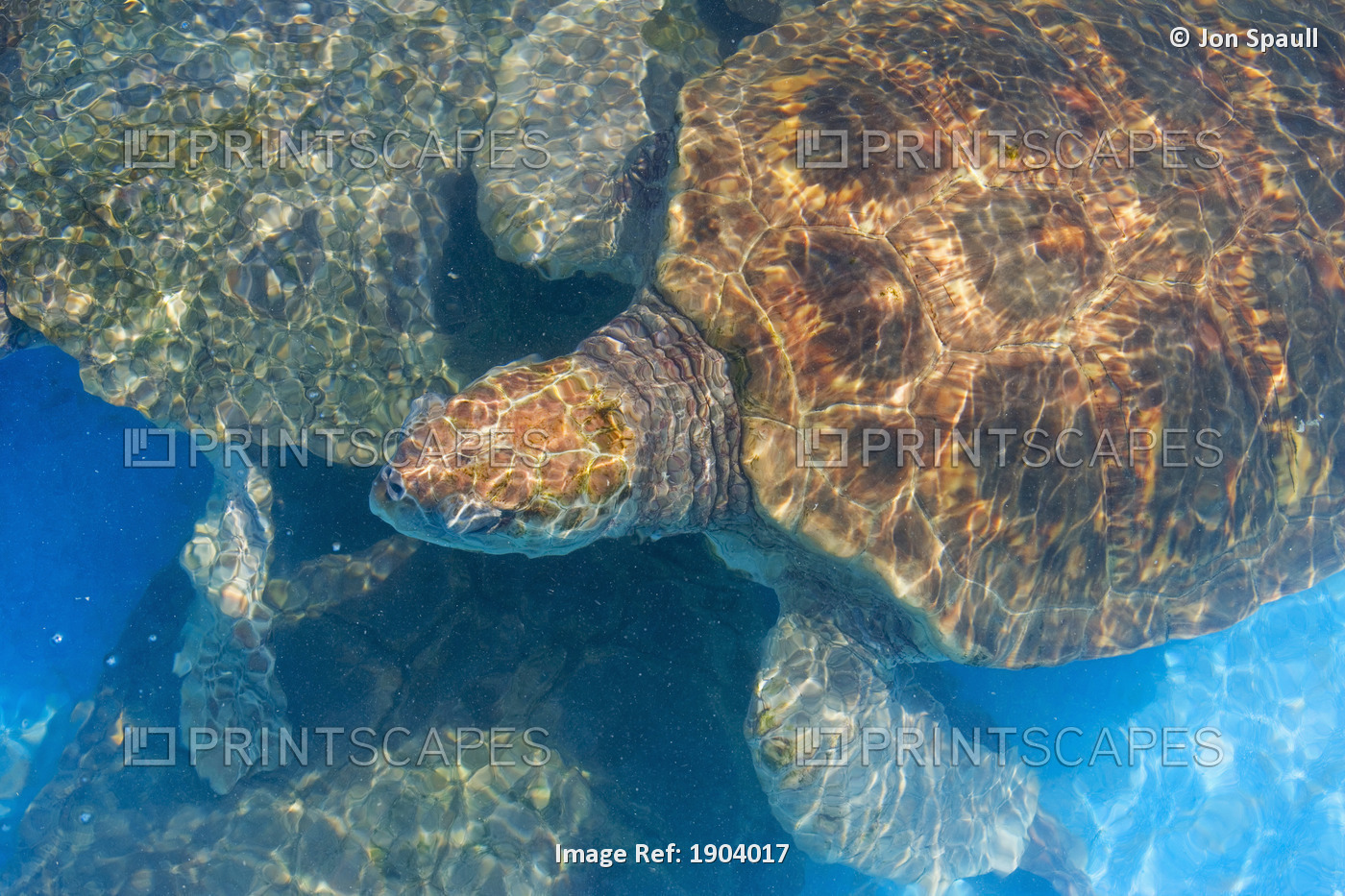 Turtle Underwater,High Angle View, Projeto Tamar Turtle Project,Praia Do ...