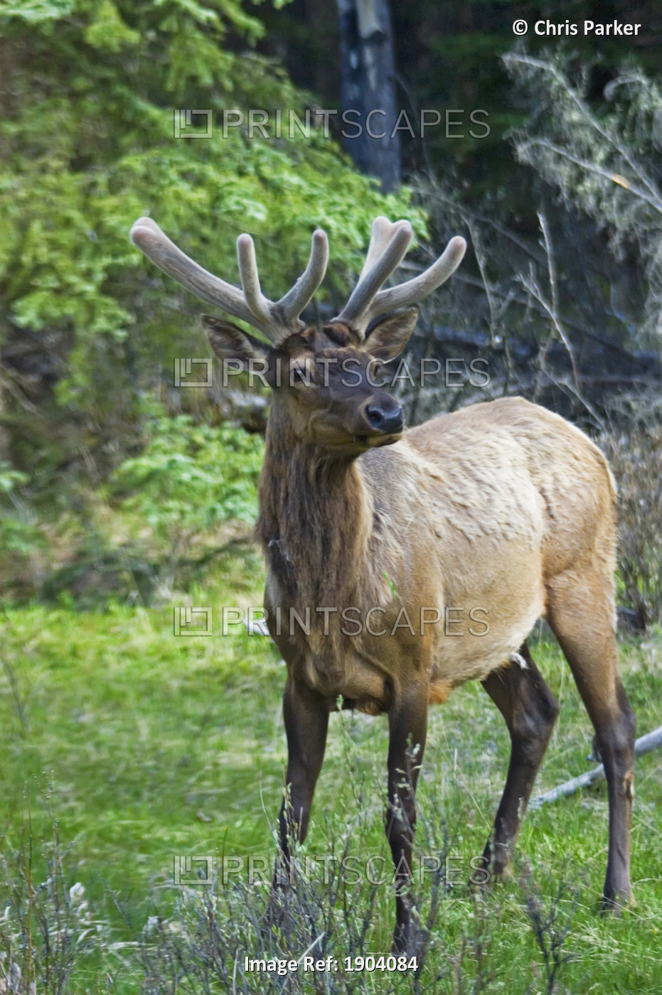 Roe Deer In Forest, Canadian Rockies,Canada