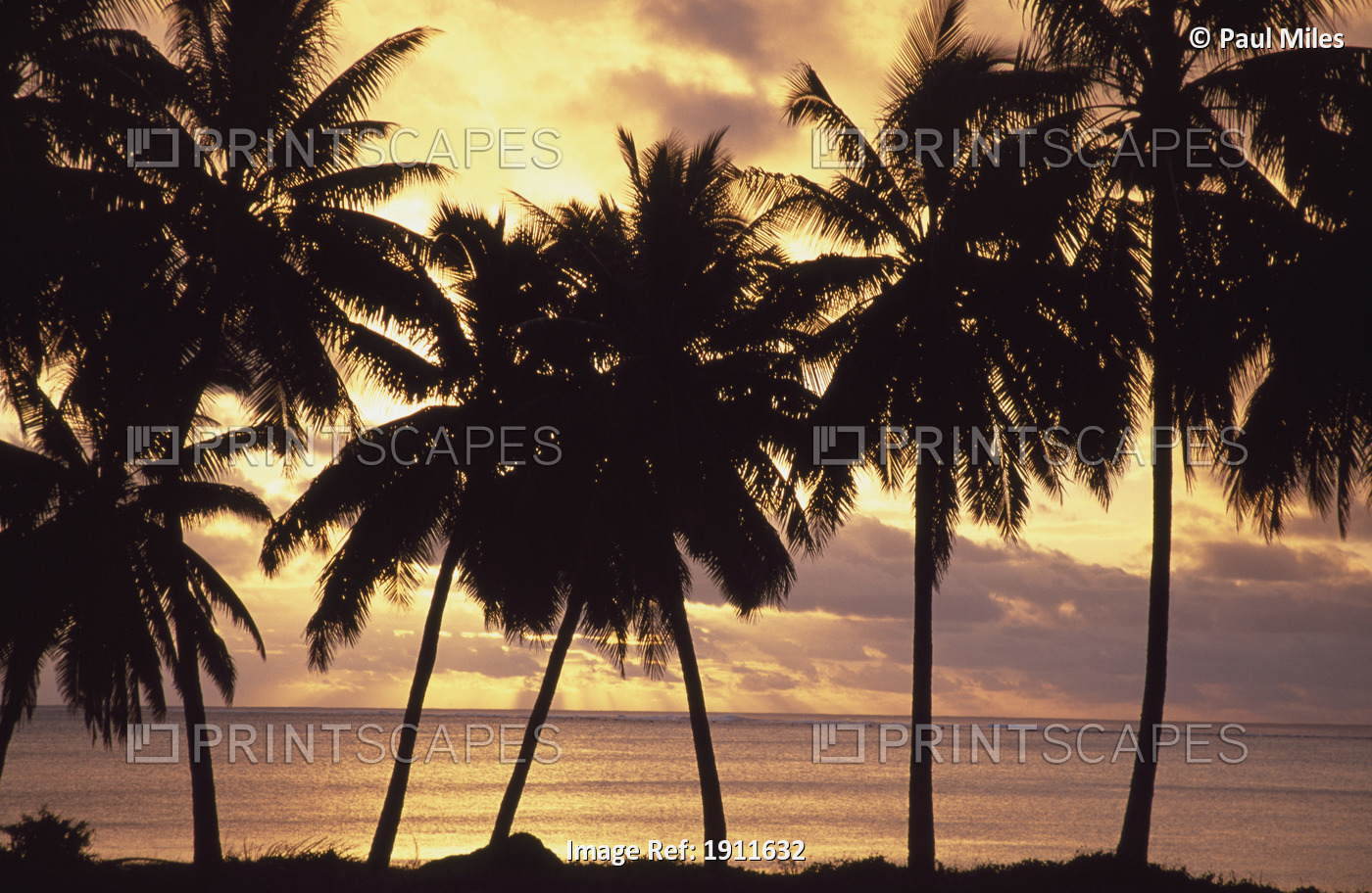 Sunset (Palm Trees In Silhouette),Aitutaki,Cook Islands.