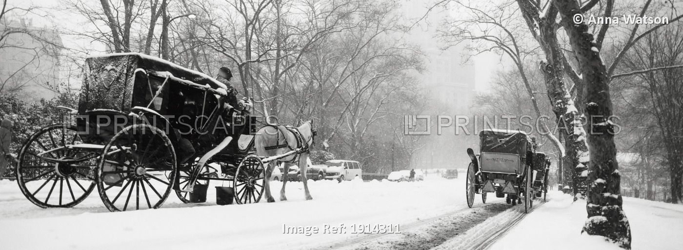 Central Park In Falling Snow