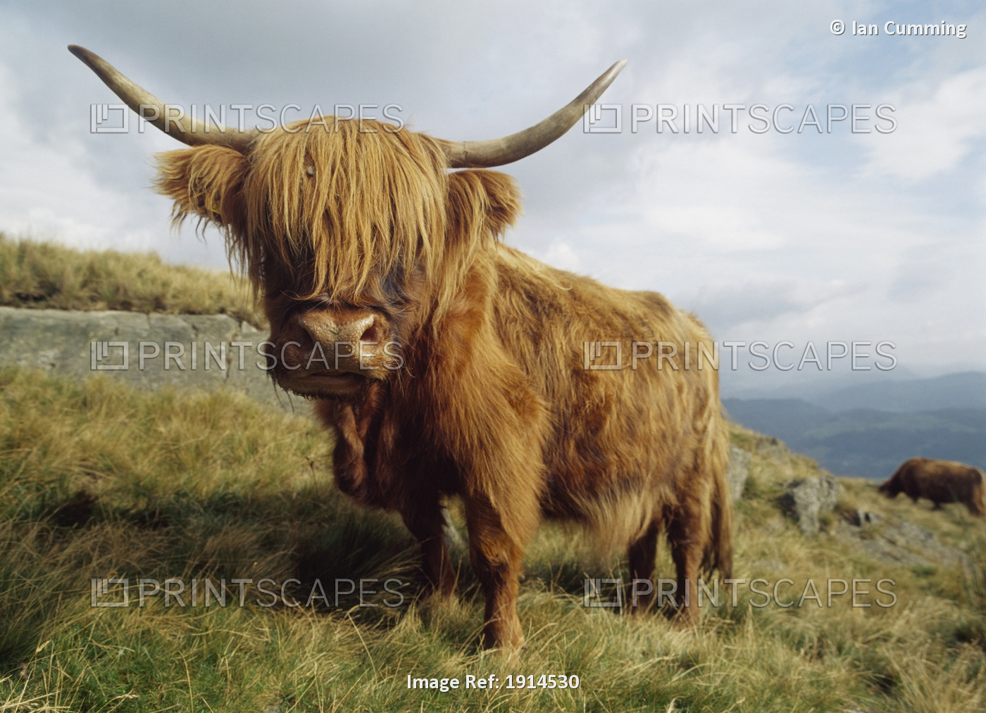 Aberdeen Angus Cow In The Hills