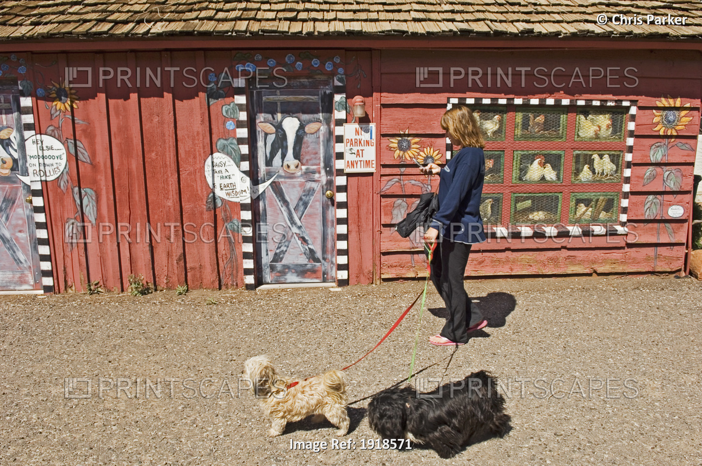 A Woman Walking Two Dogs In Downtown Sedona, Arizona, Usa