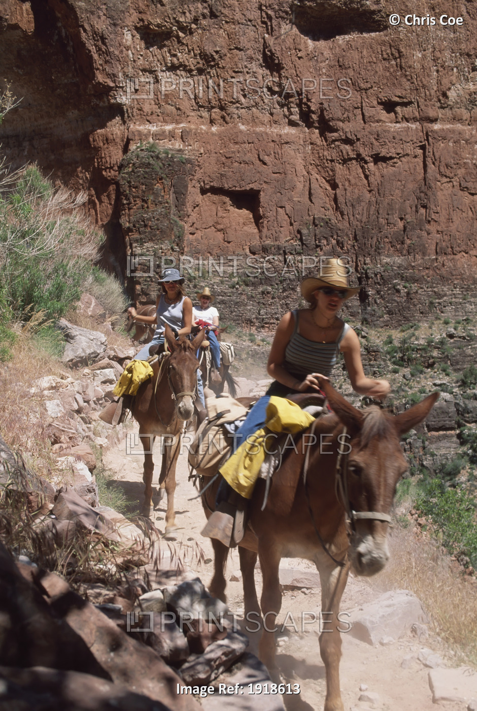 Mule Rides, Grand Canyon