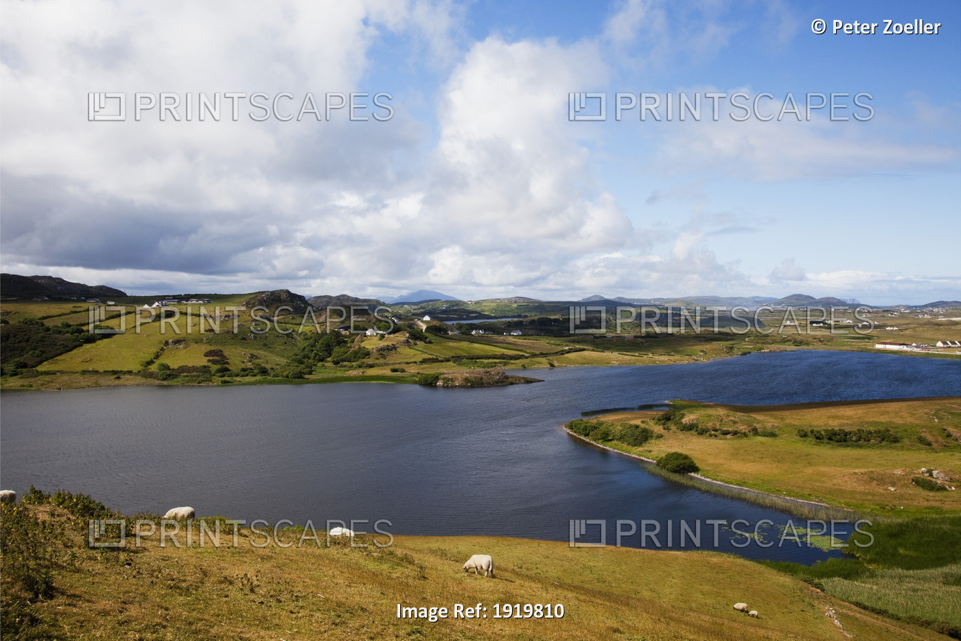 Sheep Grazing On Coastal Landscape; Fanad Head, County Donegal, Ireland