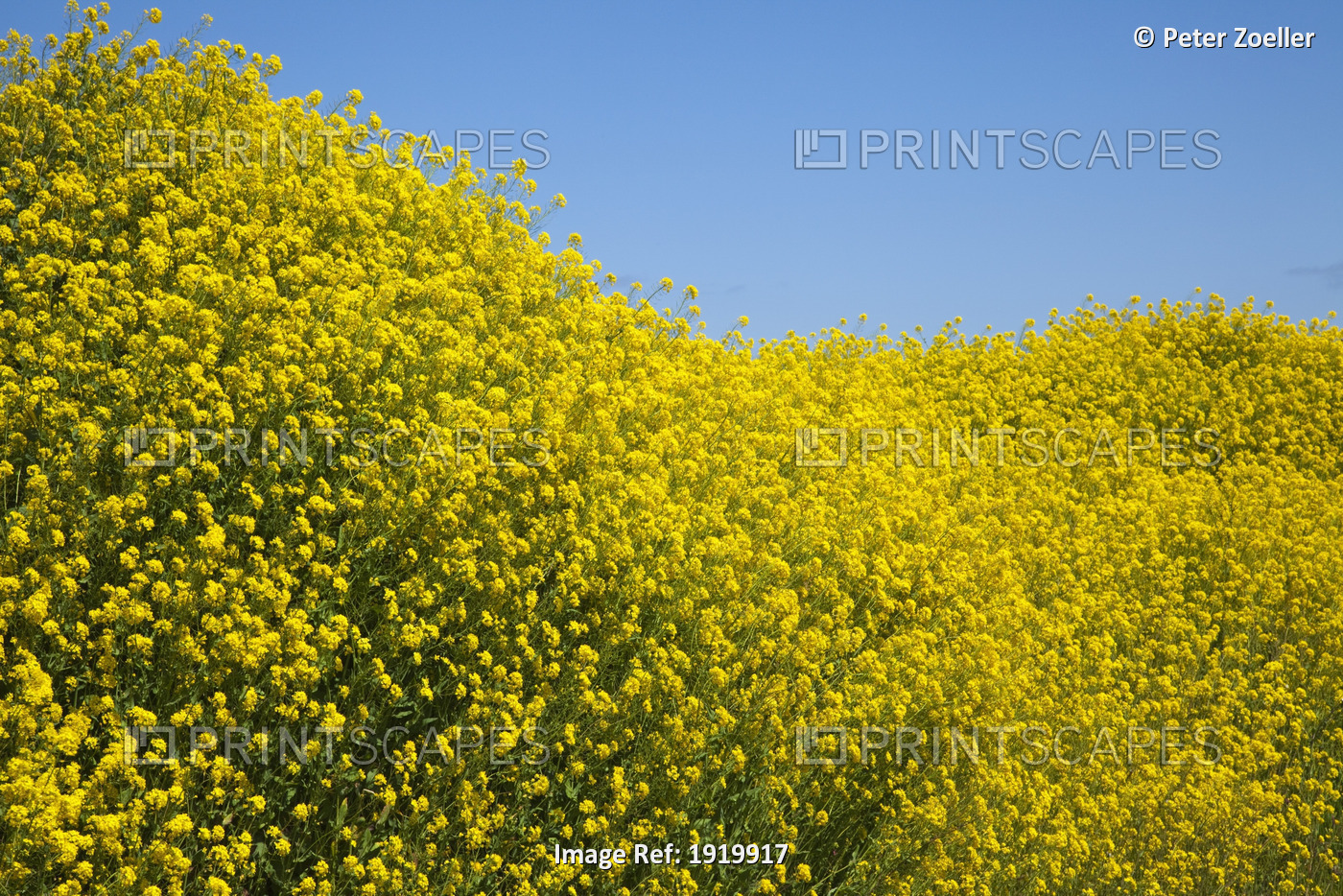Yellow Blossoms On Trees Against A Blue Sky Near Goleen; County Cork, Ireland