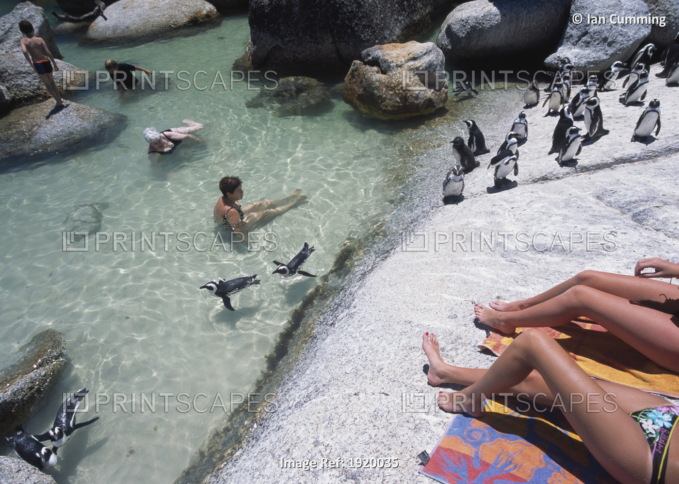 Penguins Swimming Around Tourists