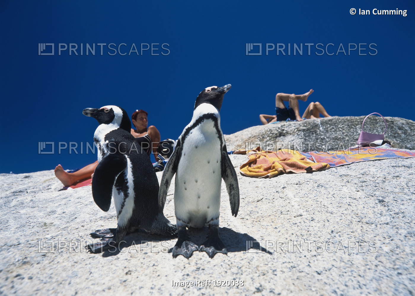 Penguins And Tourists Sunbathing