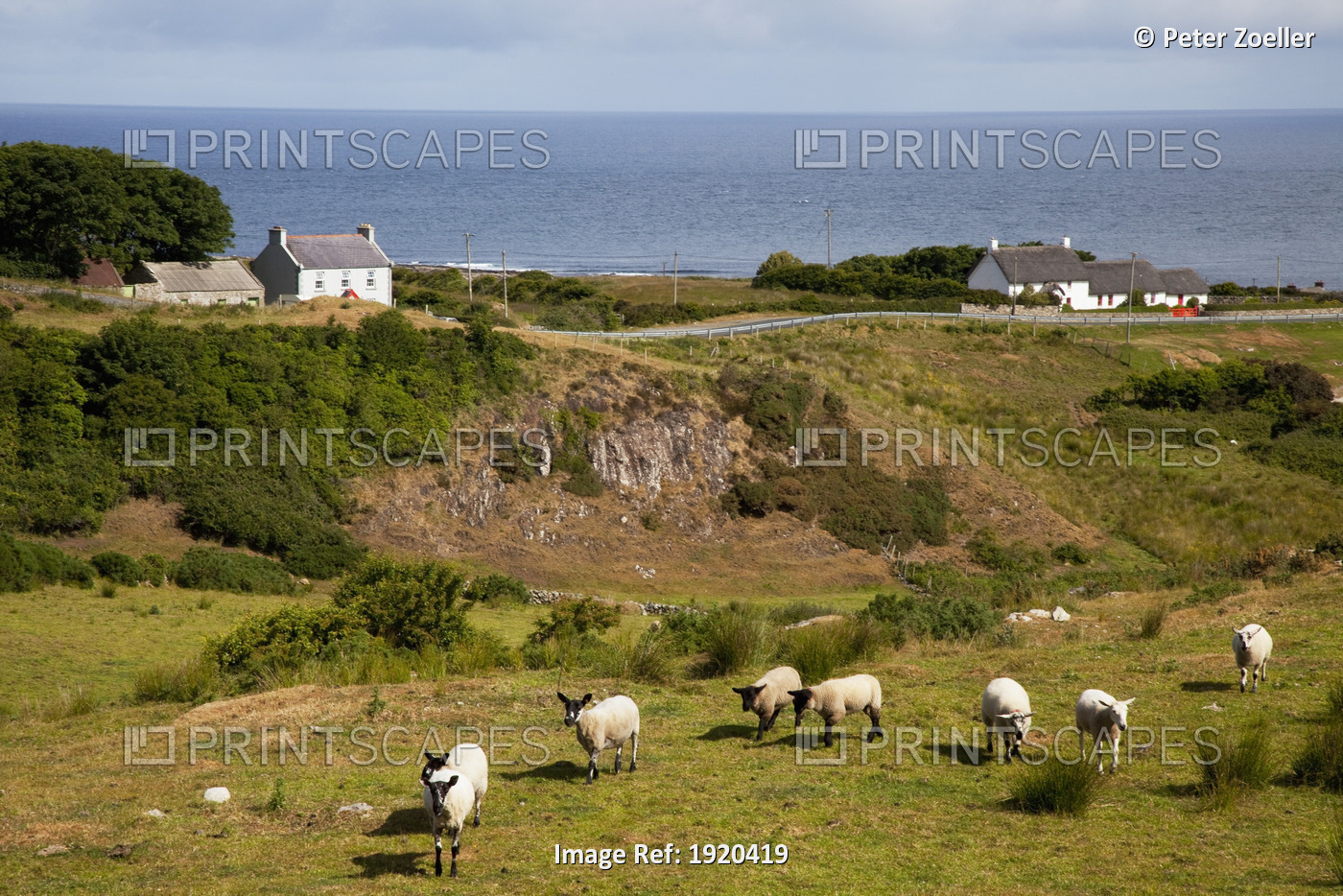 Sheep Grazing Along The Coast; Fanad Head, County Donegal, Ireland