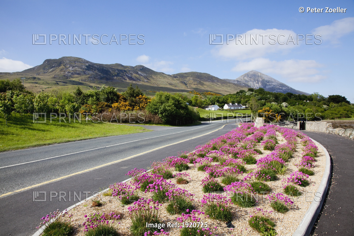 Flowerbed In Middle Of Road; Westport, County Mayo, Ireland