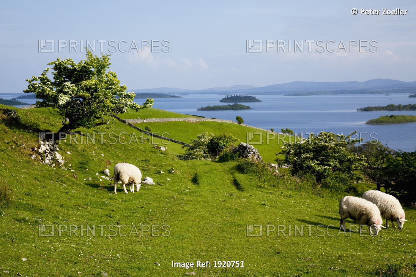 Sheep Grazing By Lough Corrib; Cong, County Mayo, Ireland