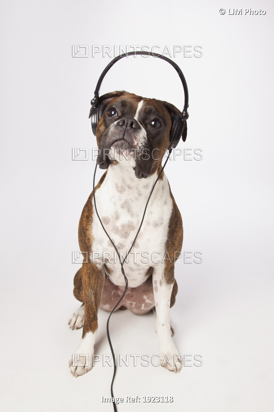 Boxer Dog With Headphones