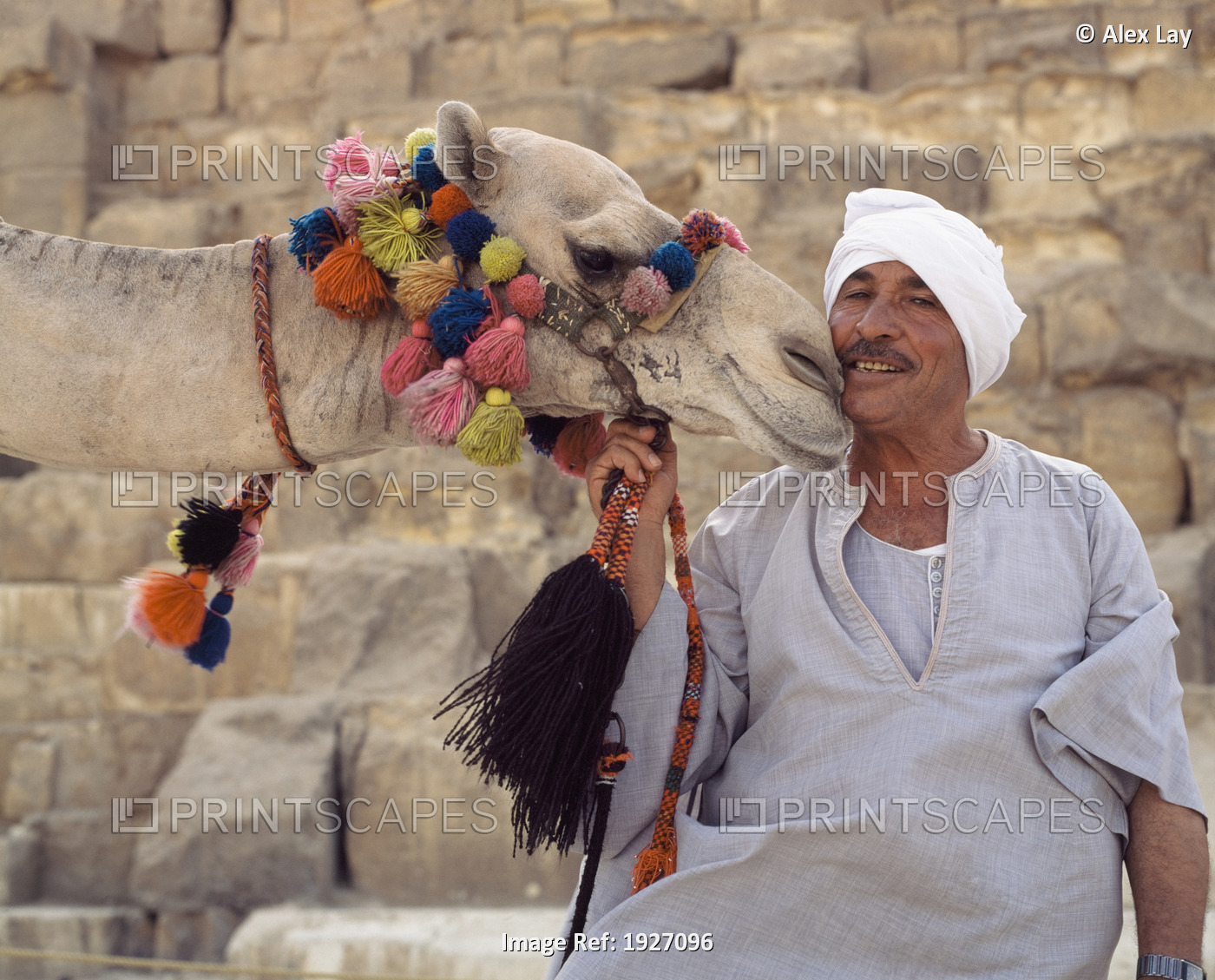 Camel And Owner By Pyramid Of Cheops